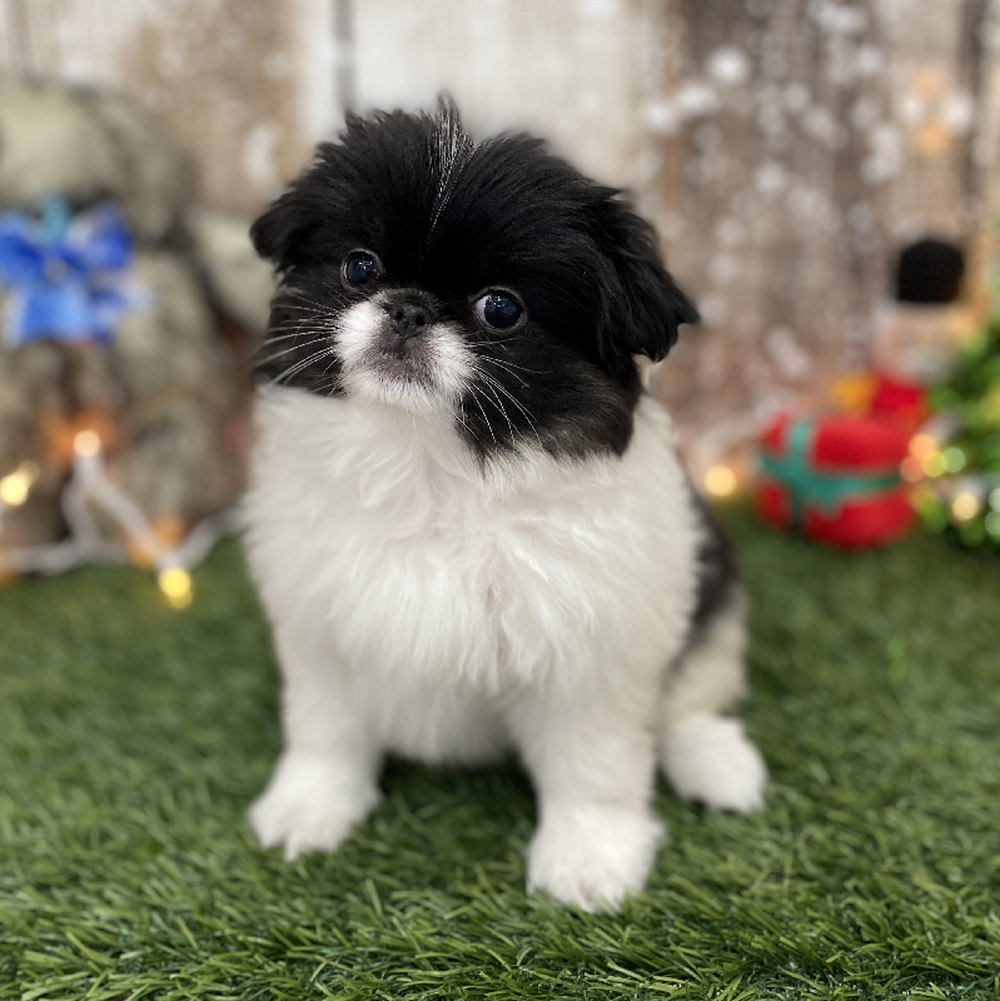 Female Japanese Chin Puppy for Sale in Braintree, MA