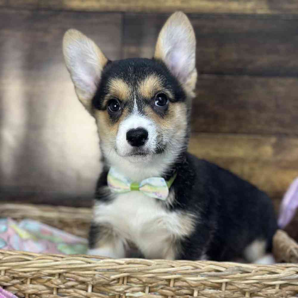 Male Pembroke Welsh Corgi Puppy for Sale in Saugus, MA