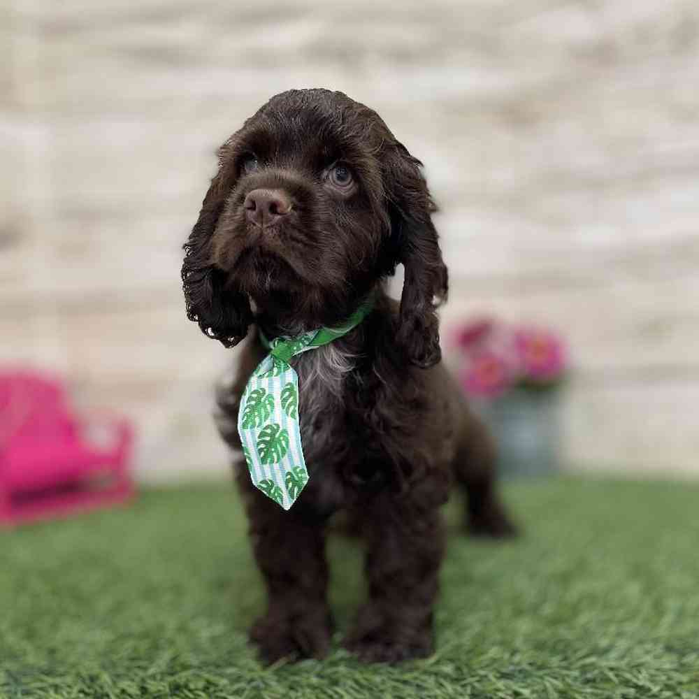 Male Cocker Spaniel Puppy for Sale in Braintree, MA