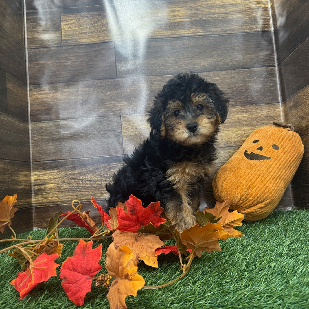 Male Yorkie-Poo Puppy for Sale in Braintree, MA