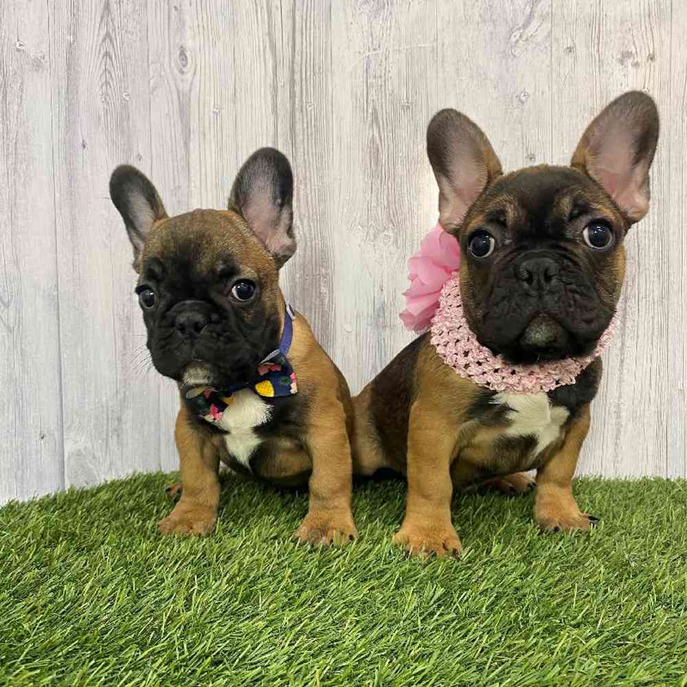 Female French Bulldog Puppy for Sale in Saugus, MA
