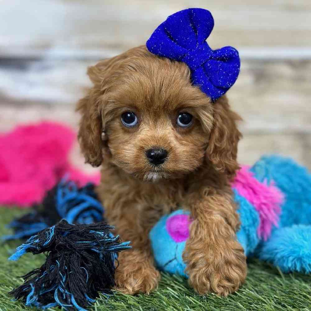 Female Cavapoo Puppy for Sale in Saugus, MA