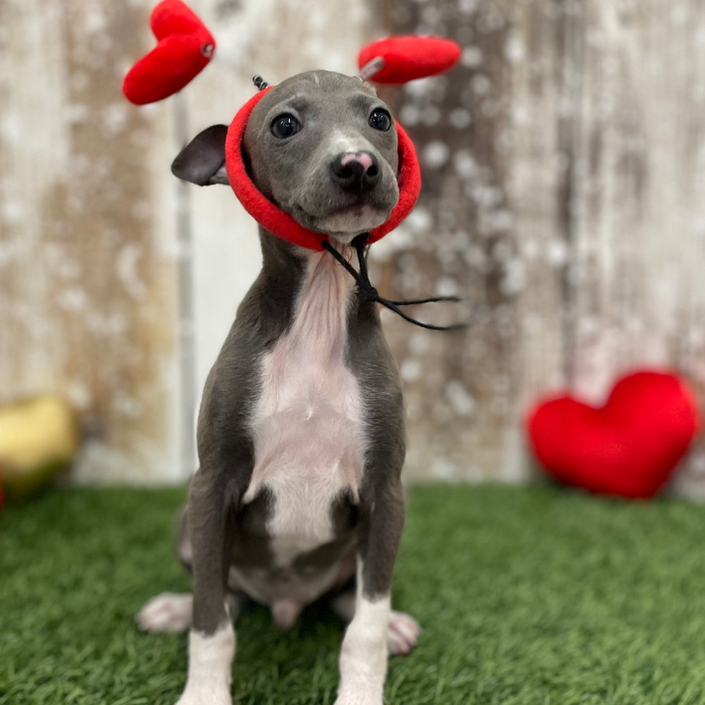 Male Italian Greyhound Puppy for Sale in Braintree, MA