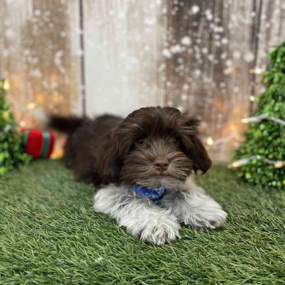 Male Havanese Puppy for Sale in Braintree, MA
