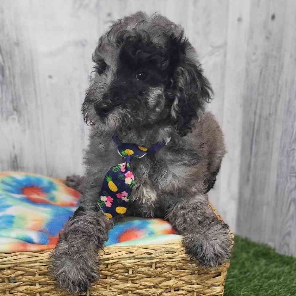 Male Poodle Moyen (Medium) Puppy for Sale in Saugus, MA