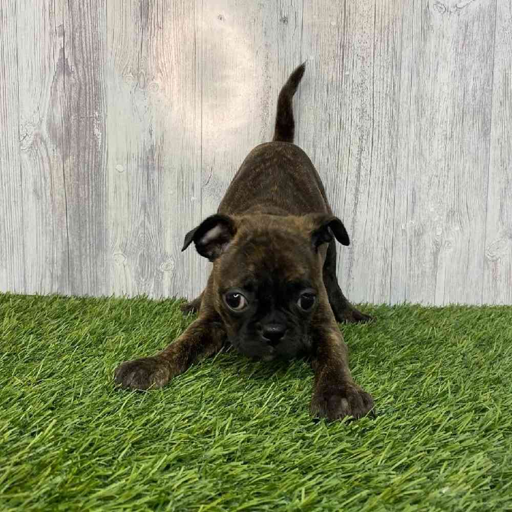 Female Bugg Puppy for Sale in Saugus, MA