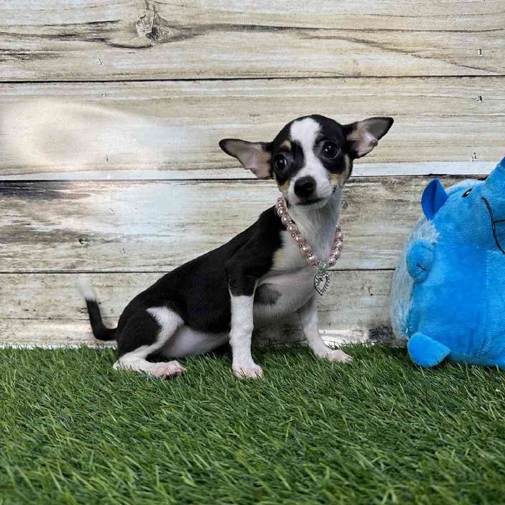 Female Chihuahua Puppy for Sale in Saugus, MA
