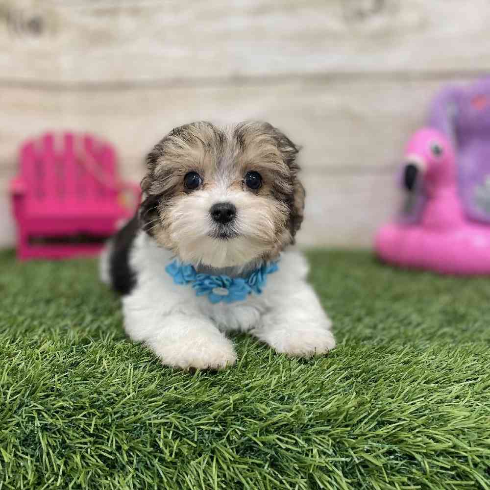 Female Morkie Puppy for Sale in Braintree, MA