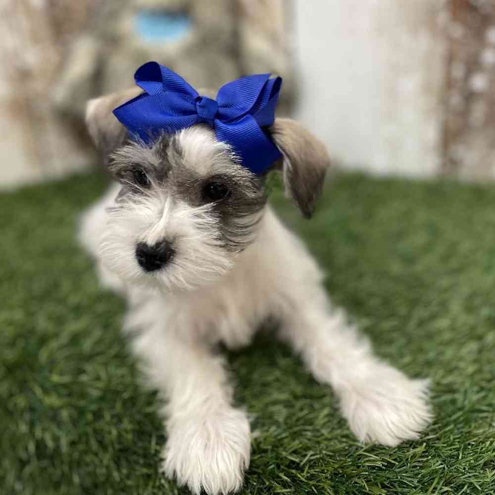 Female Miniature Schnauzer Puppy for Sale in Braintree, MA