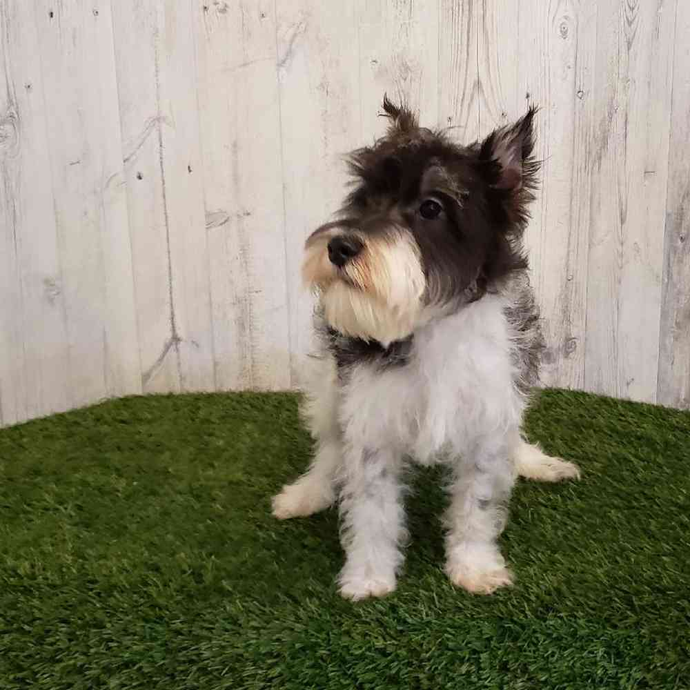 Male Miniature Schnauzer Puppy for sale