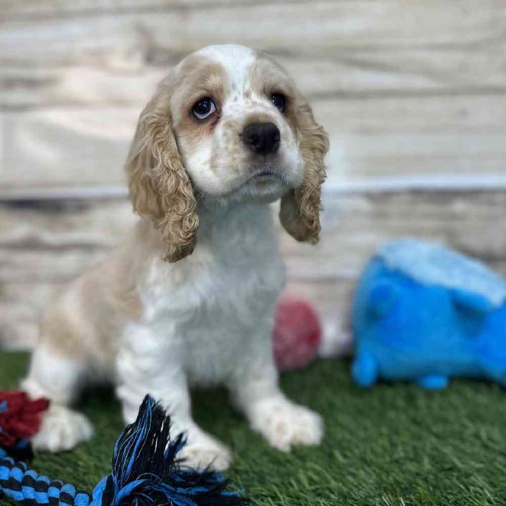 Male Cockalier Puppy for Sale in Saugus, MA