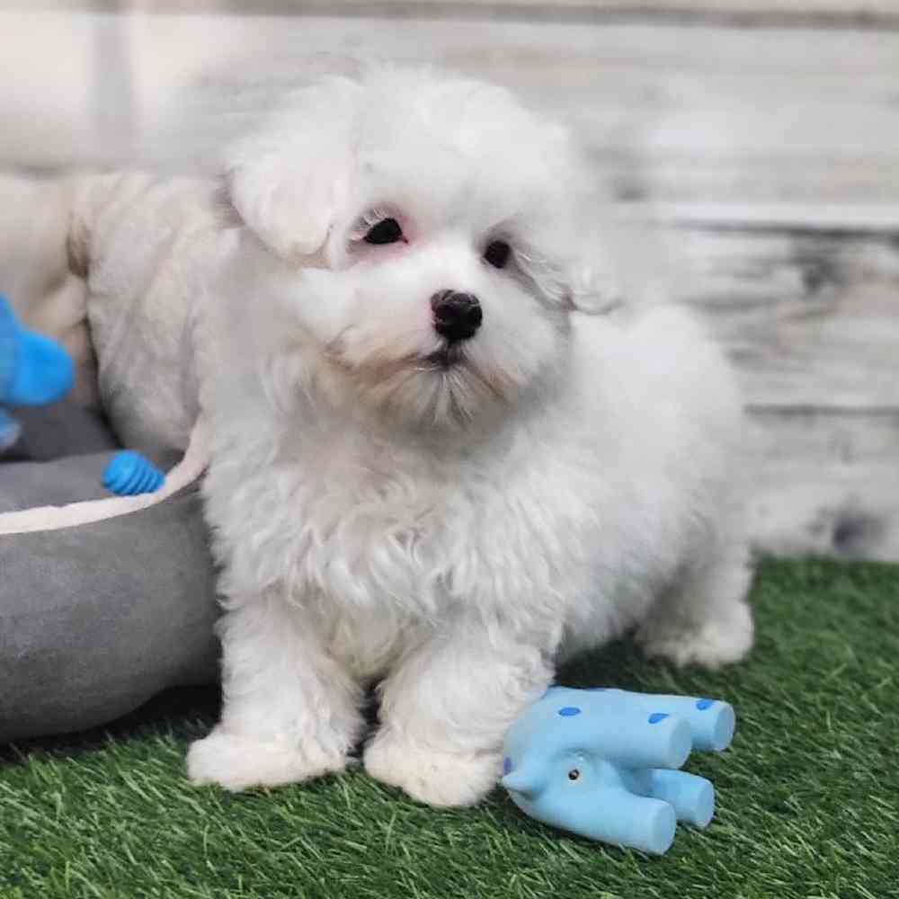 Male Coton De Tulear Puppy for Sale in Saugus, MA