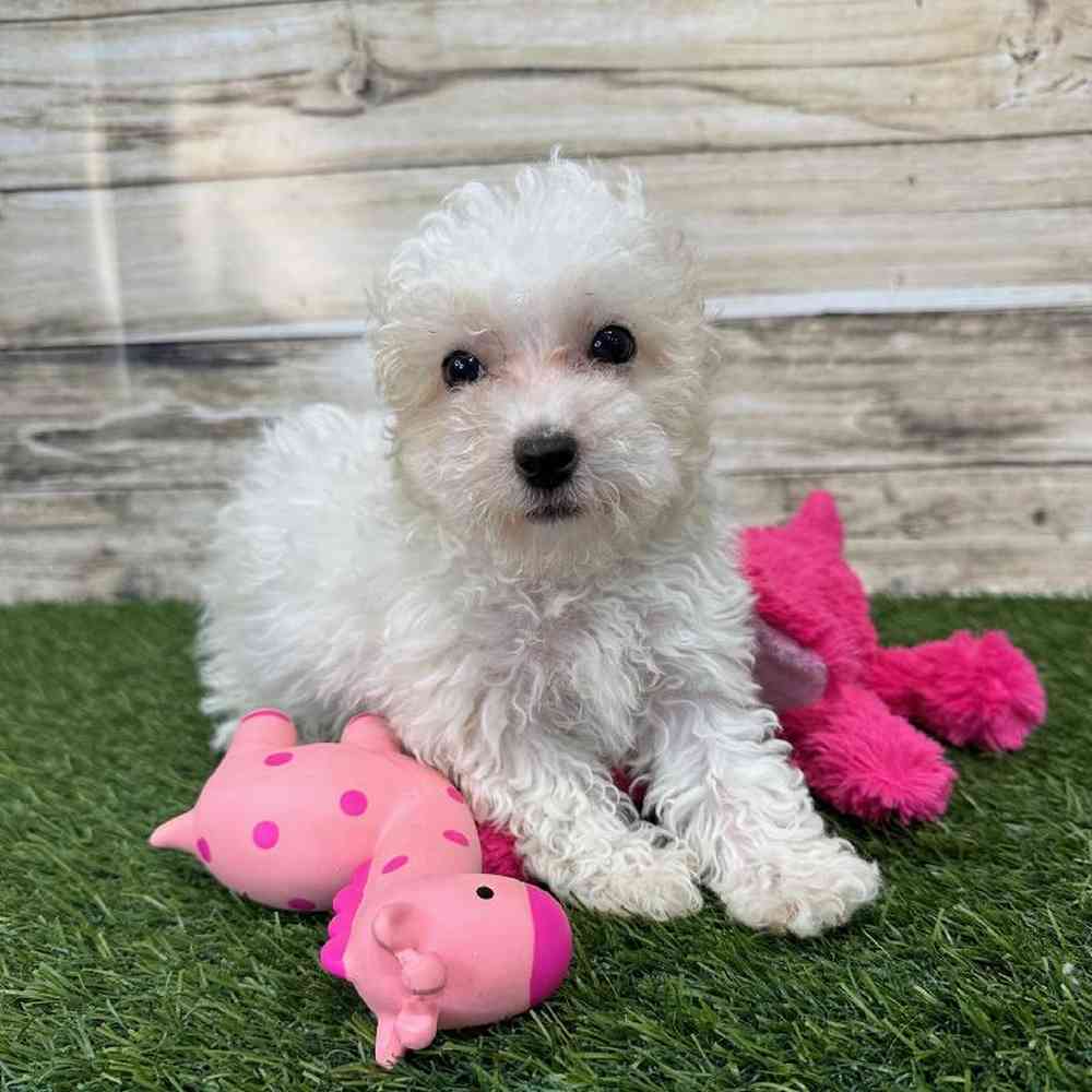 Female Poodle Toy Puppy for Sale in Saugus, MA