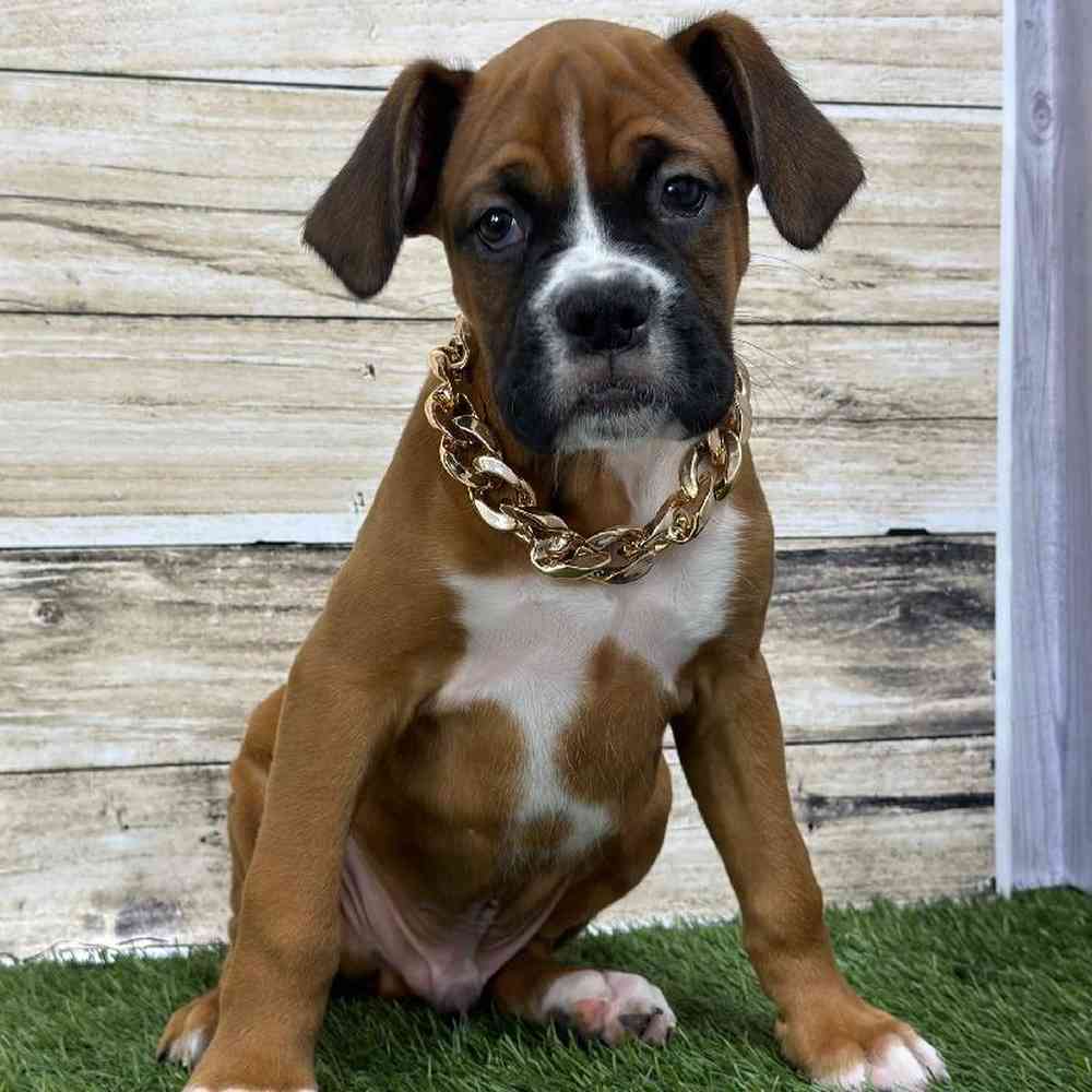 Male Boxer Puppy for Sale in Saugus, MA