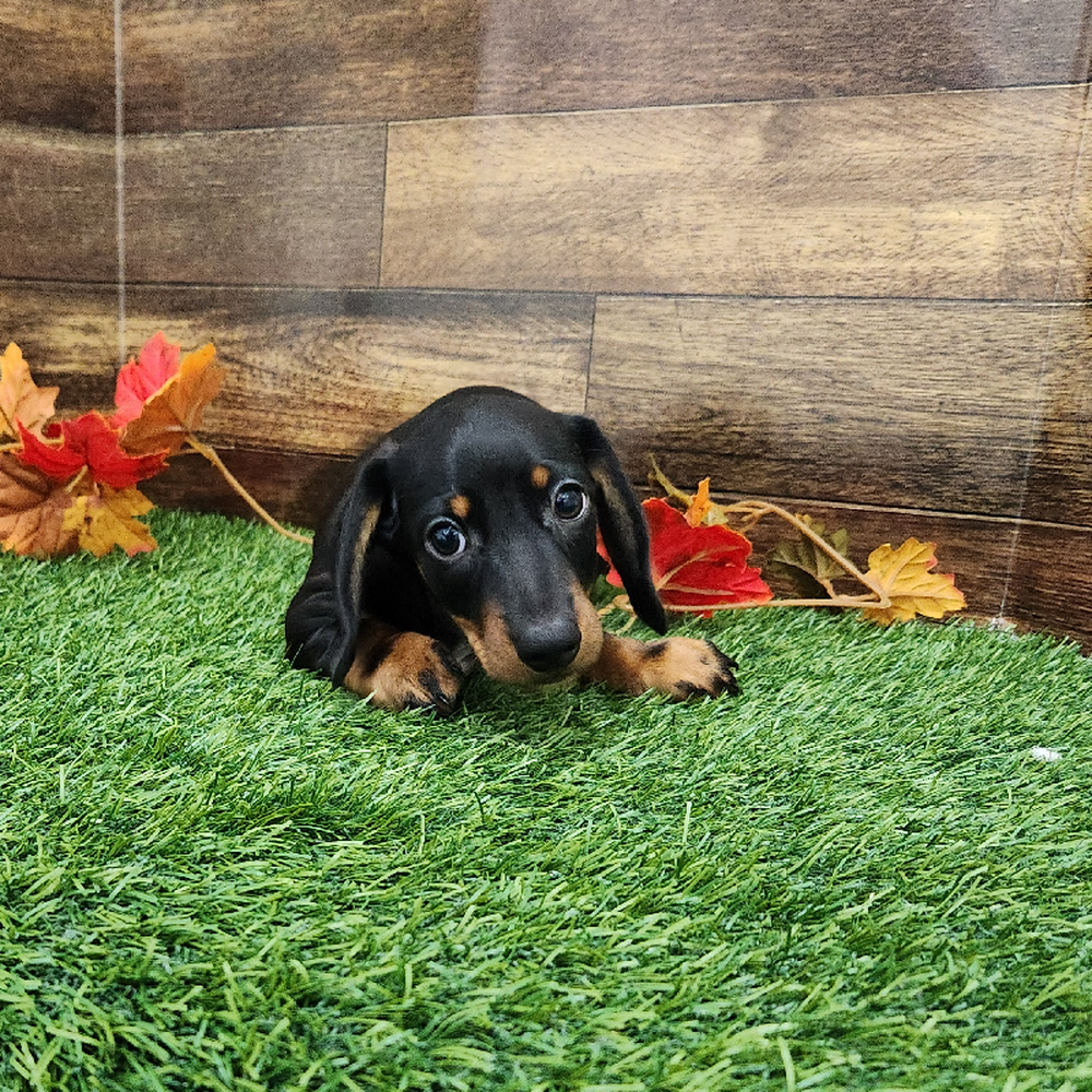 Male Dachshund Puppy for Sale in Braintree, MA