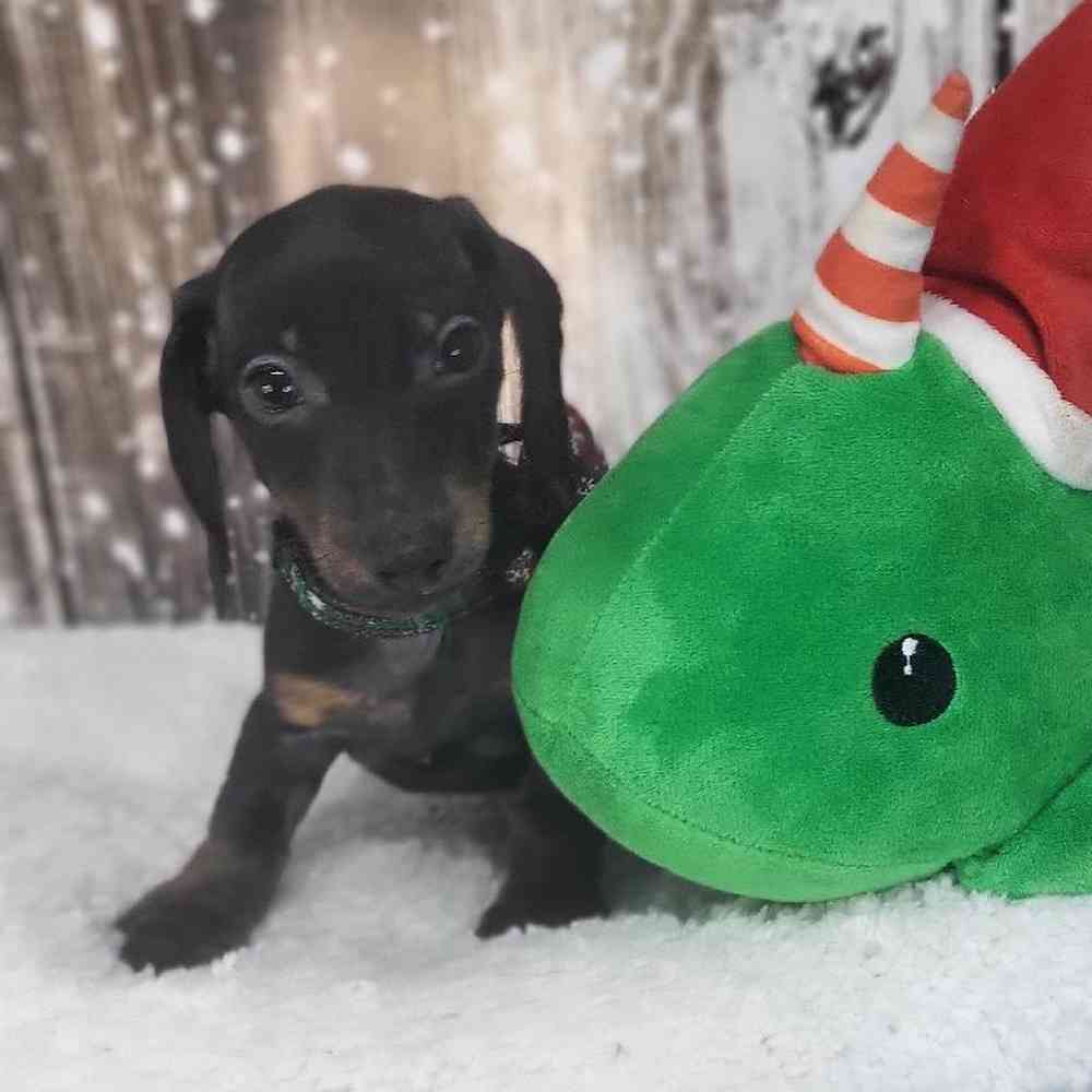 Male Dachshund Puppy for Sale in Saugus, MA
