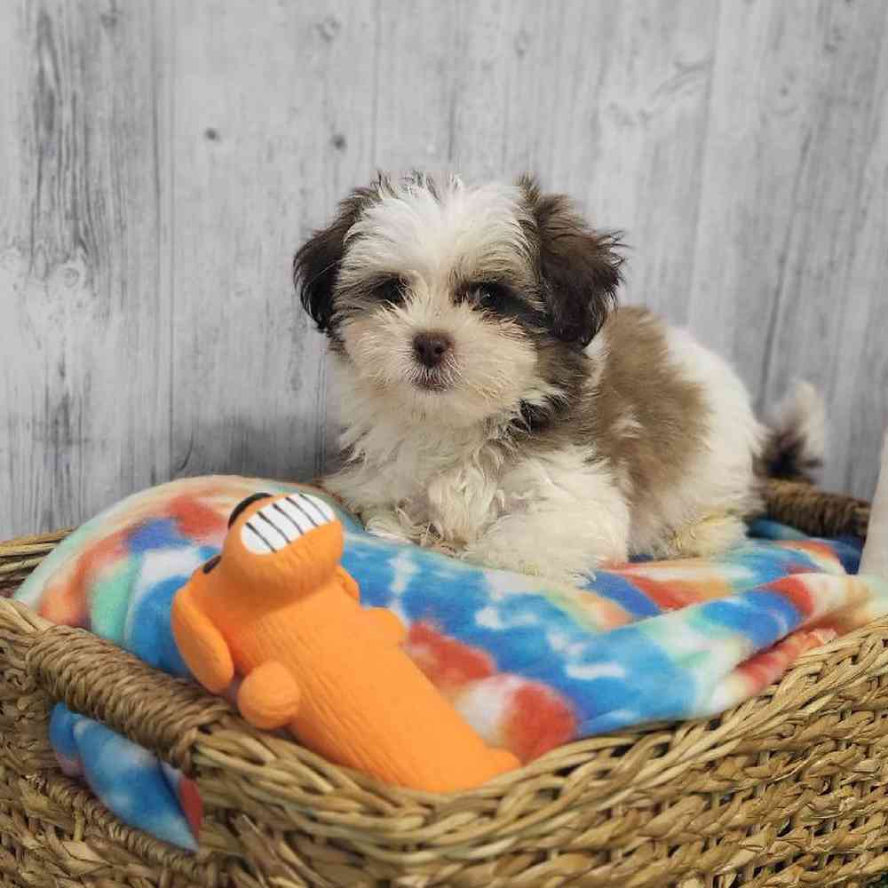 Male Shih Tzu-Coton Puppy for Sale in Saugus, MA