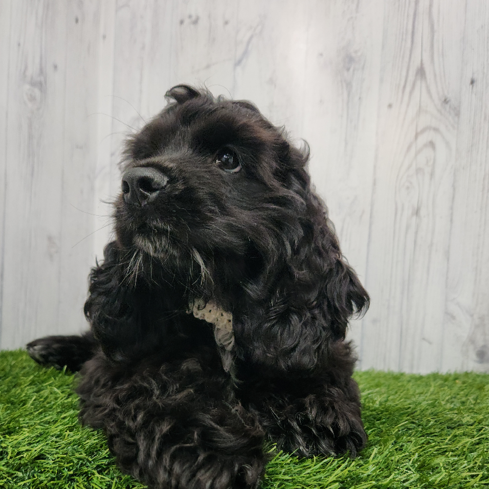 Female Cocker Spaniel Puppy for Sale in Braintree, MA