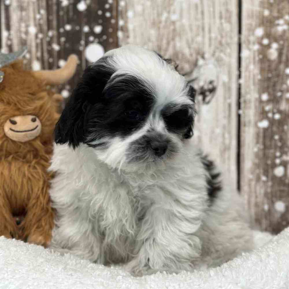 Male Teddy Bear (Zuchon) Puppy for Sale in Saugus, MA