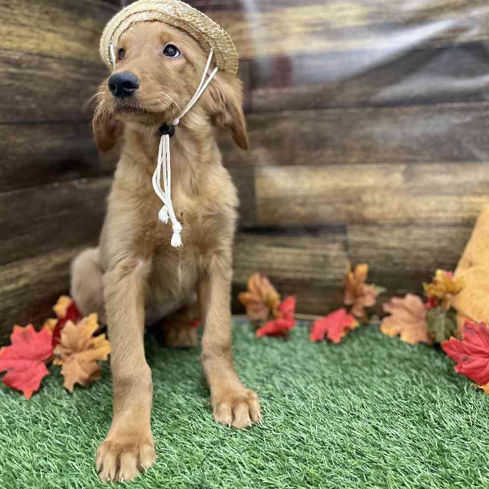 Female Golden Retriever Puppy for Sale in Braintree, MA