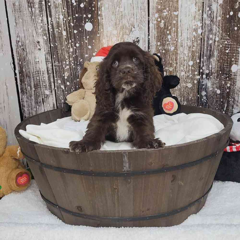 Male Cocker Spaniel Puppy for Sale in Saugus, MA