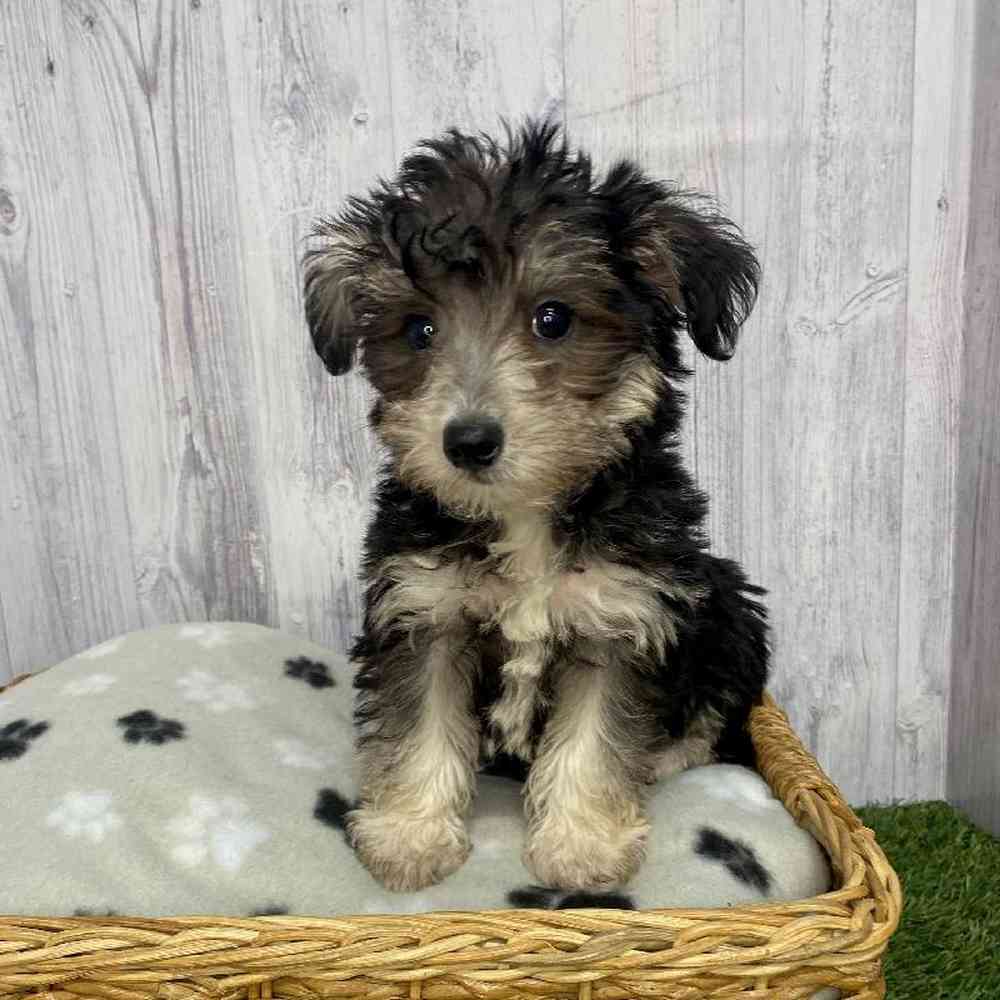 Male Schnoodle Puppy for Sale in Saugus, MA