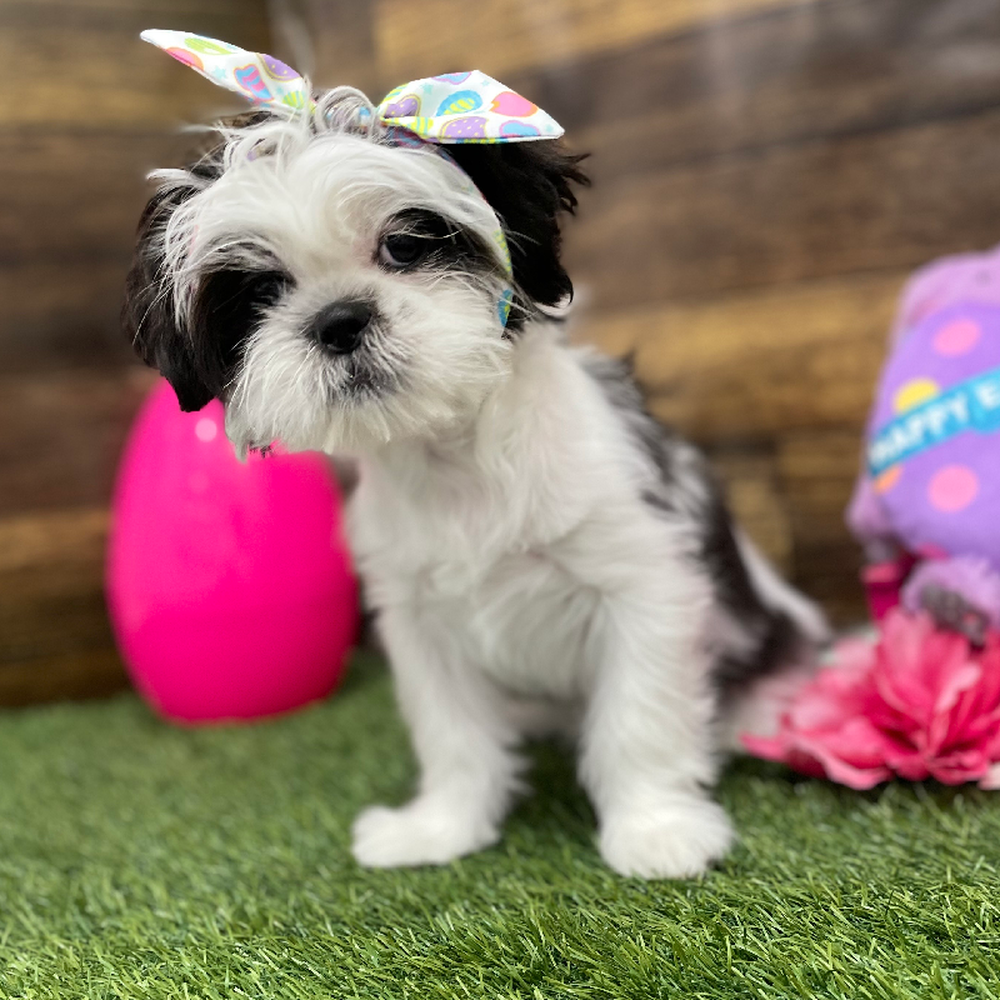 Female Shih Tzu Puppy for Sale in Braintree, MA