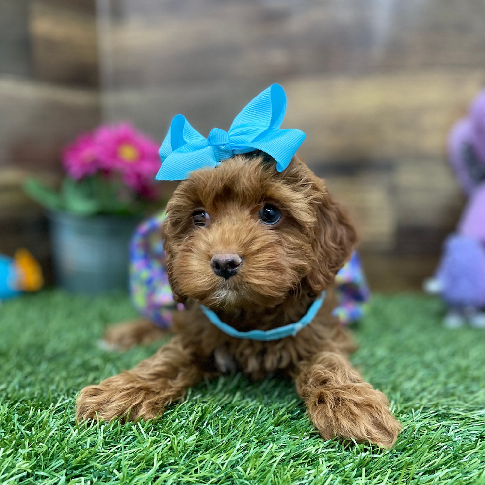 Female Cockapoo Puppy for Sale in Braintree, MA