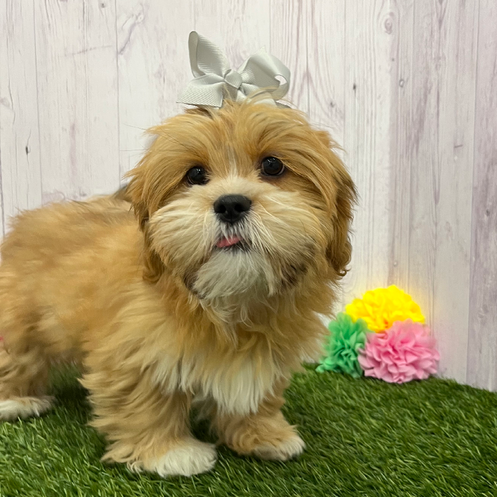 Female Lhasa Apso Puppy for Sale in Braintree, MA