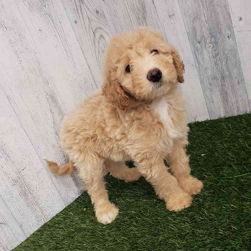 Female Mini Goldendoodle 2nd Gen Puppy for sale