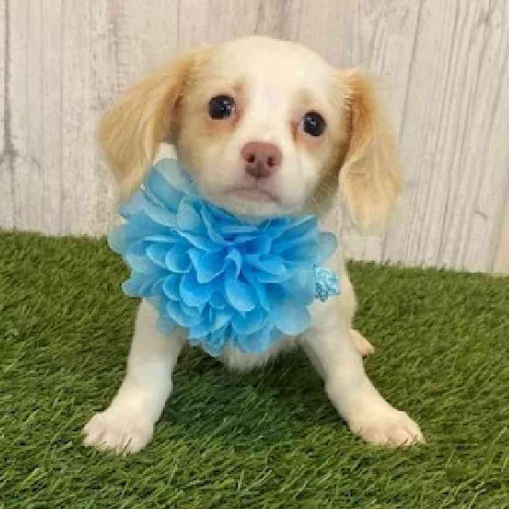 Female Chiweenie Puppy for Sale in Saugus, MA