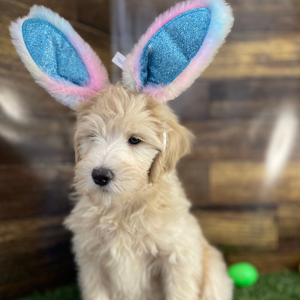 Male Mini Labradoodle 2nd Gen Puppy for Sale in Saugus, MA