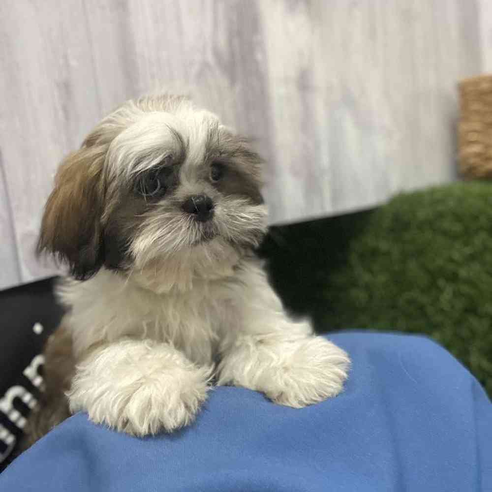Male Shih Tzu Puppy for Sale in Saugus, MA