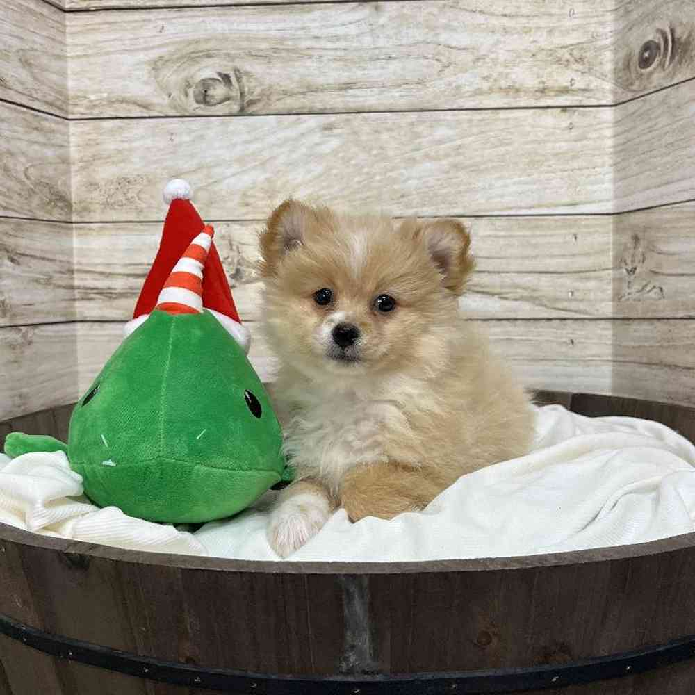 Female Pomeranian Puppy for Sale in Saugus, MA