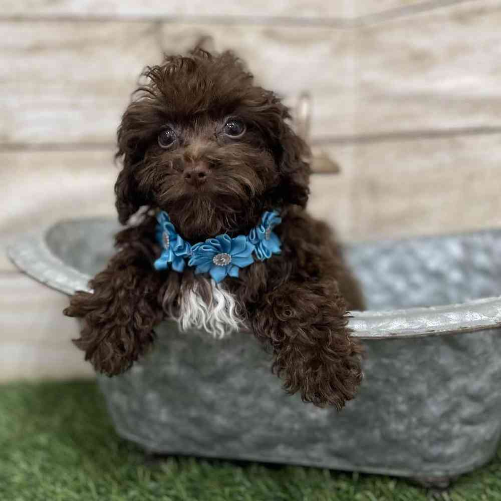 Female Cockapoo 2nd Gen Puppy for Sale in Braintree, MA