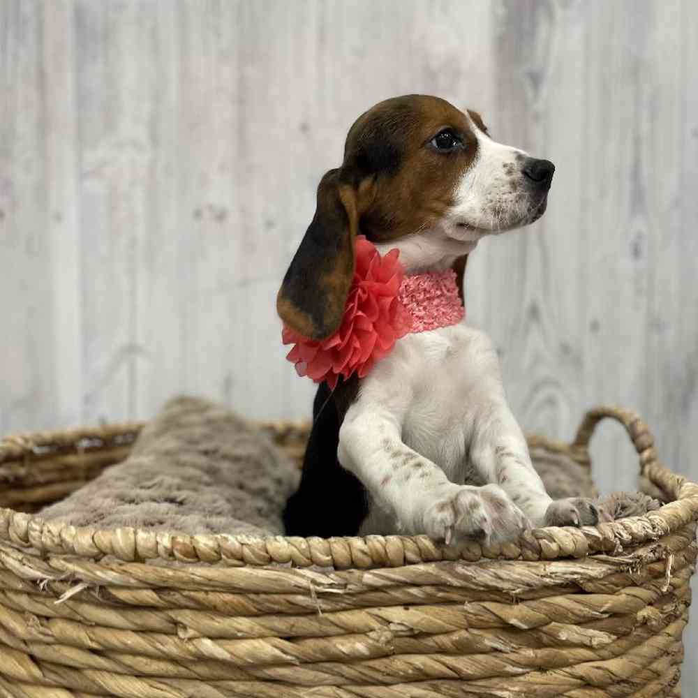 Female Beagle Puppy for Sale in Braintree, MA