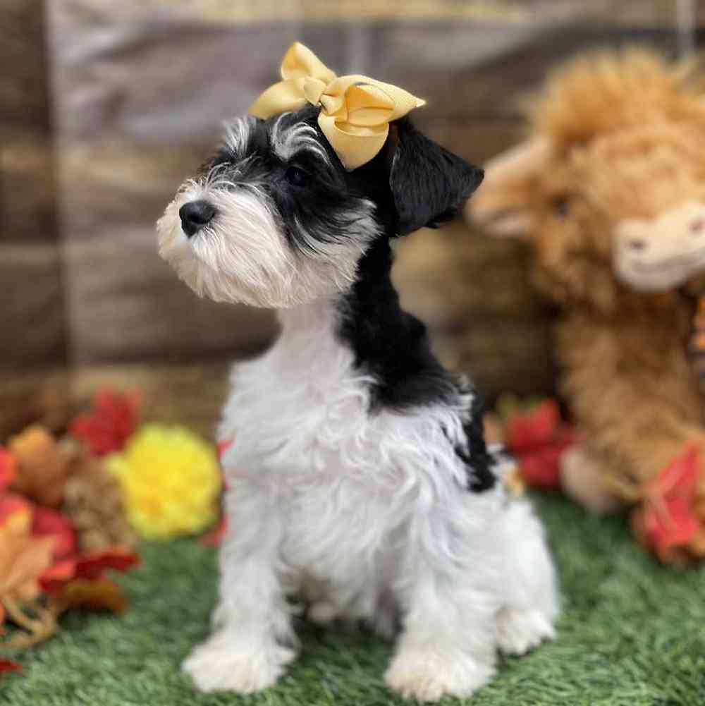 Female Miniature Schnauzer Puppy for Sale in Braintree, MA
