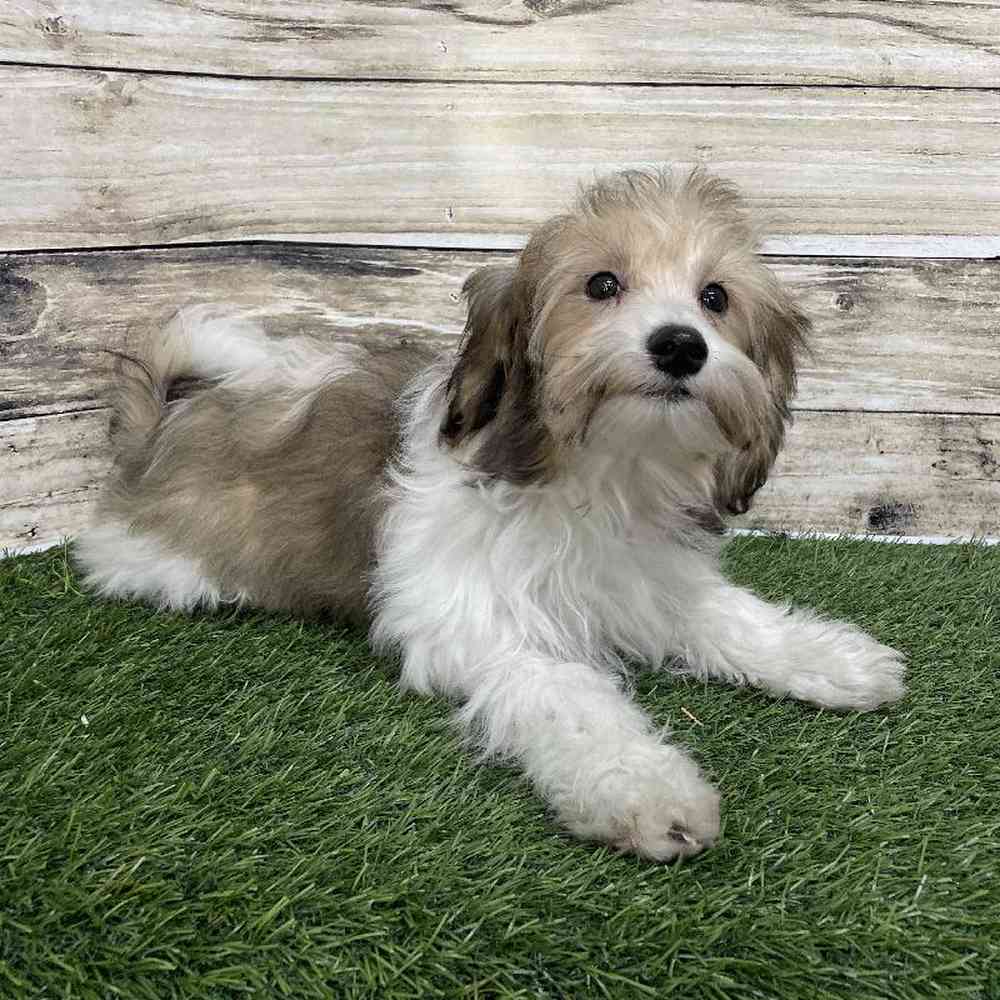 Female Hava-Chon Puppy for Sale in Saugus, MA