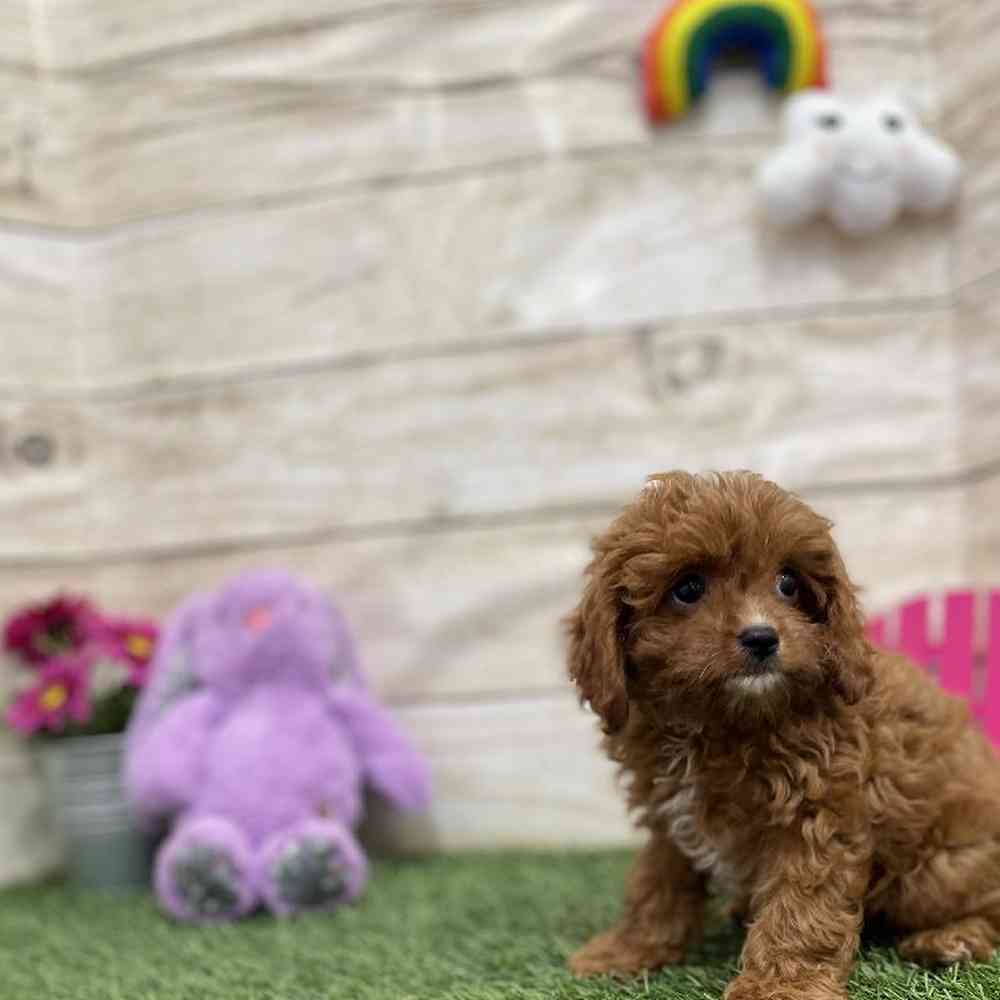 Male Cavapoo Puppy for Sale in Braintree, MA