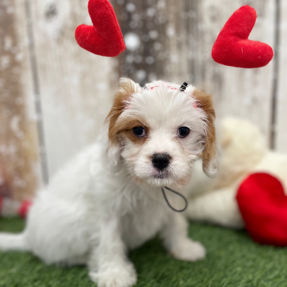 Male Cavachon 2nd Gen Puppy for Sale in Braintree, MA