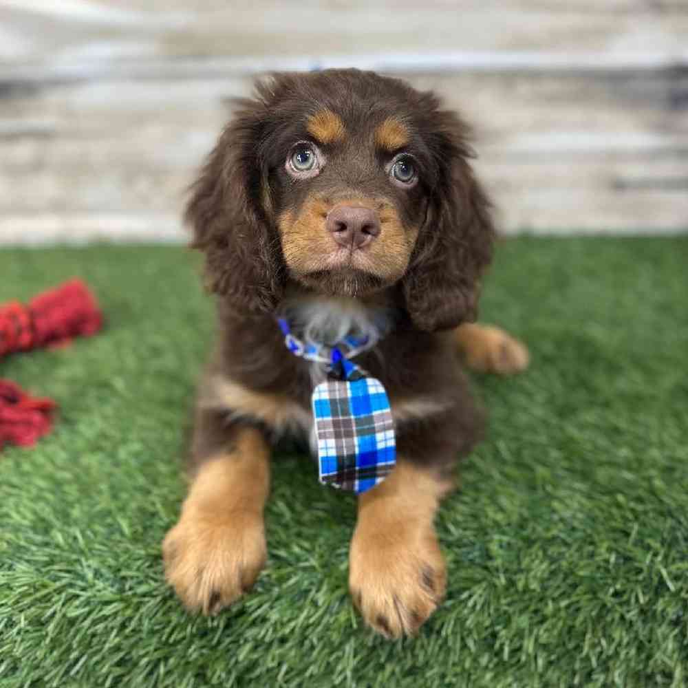 Male Cotralian (Mini Aussie/Cocker Spaniel) Puppy for Sale in Saugus, MA