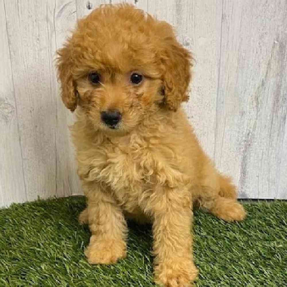 Female Mini Goldendoodle Puppy for sale