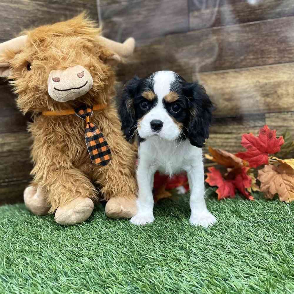 Male Cavalier King Charles Spaniel Puppy for Sale in Braintree, MA