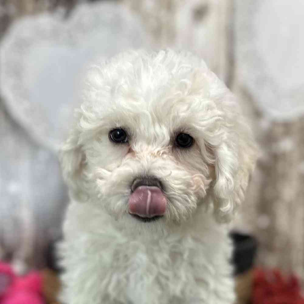 Female Bichon Frise Puppy for Sale in Saugus, MA