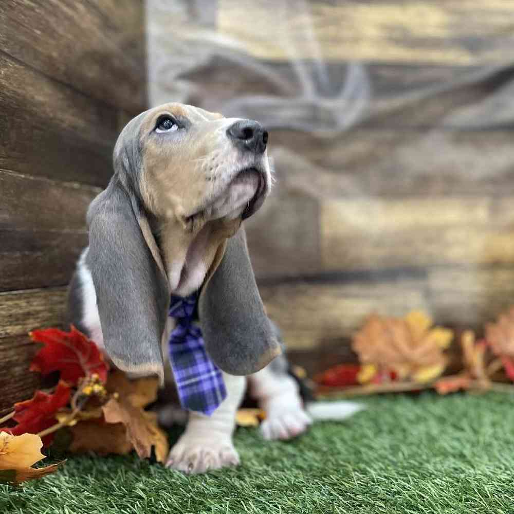 Male Basset Hound Puppy for Sale in Braintree, MA