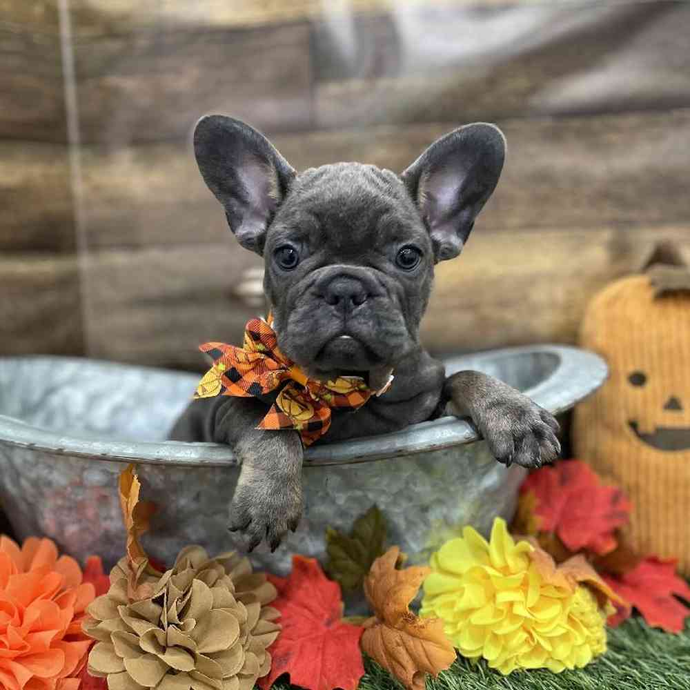 Male French Bulldog Puppy for Sale in Braintree, MA