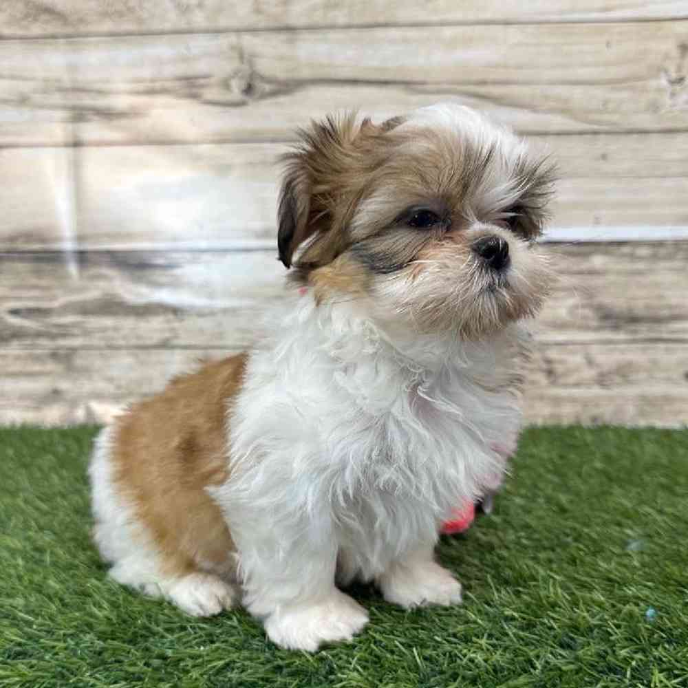 Female Shih Tzu Puppy for Sale in Saugus, MA