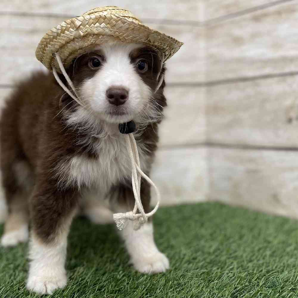 Female Miniature Australian Shepherd Puppy for Sale in Braintree, MA