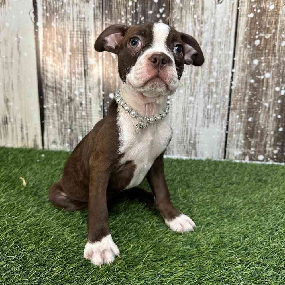 Female Boston Terrier Puppy for Sale in Saugus, MA