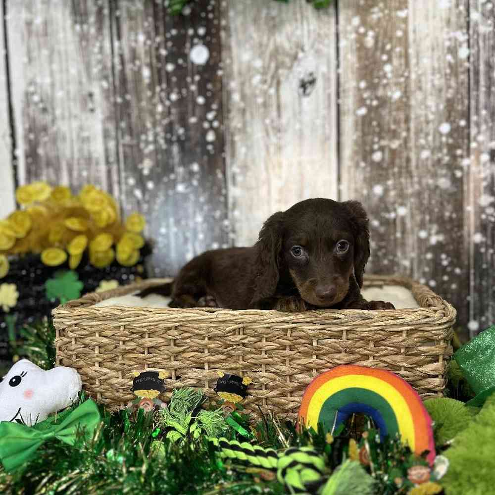 Male Dachshund Puppy for Sale in Saugus, MA